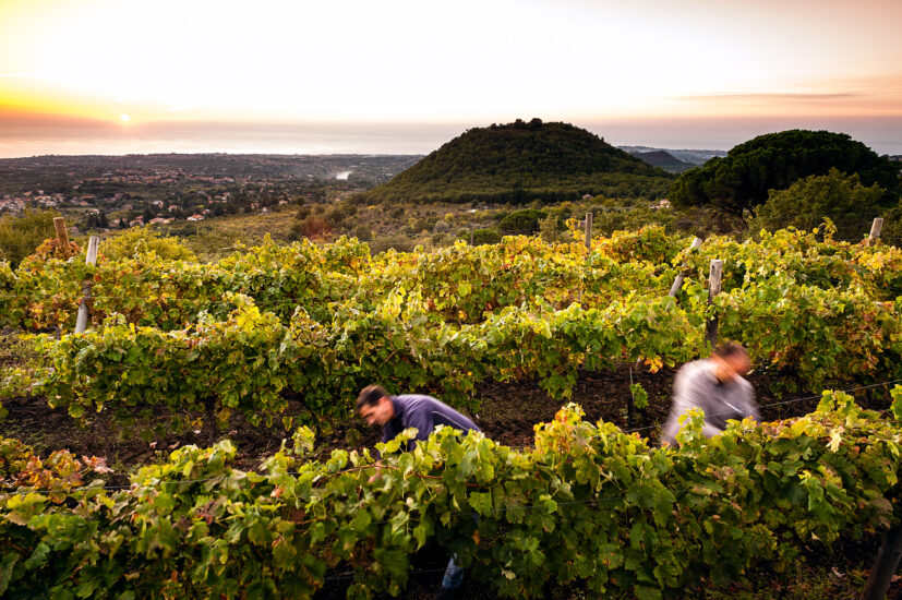 During_the_harvest_in_MtEtna_vineyards_1-827x550.jpg