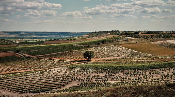 从 Ribero del Duero 最高点看到的景色，靠近 Bodegas Emilio Moro 酒庄