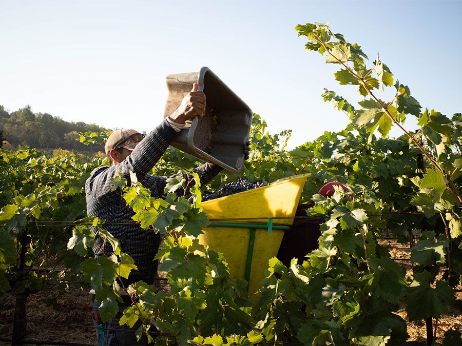 在布罗克酒窖 (Broc Cellars)，克里斯·布罗克韦 (Chris Brockway) 发现他必须将箭头山 (Arrowhead) 和巴克山 (Buck Hill) 这两个葡萄园联合起来，才能实现他所寻求的平衡。