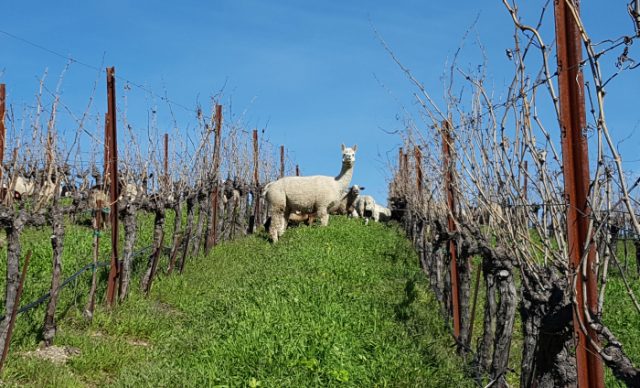 sheep-at-tablas-creek.jpg