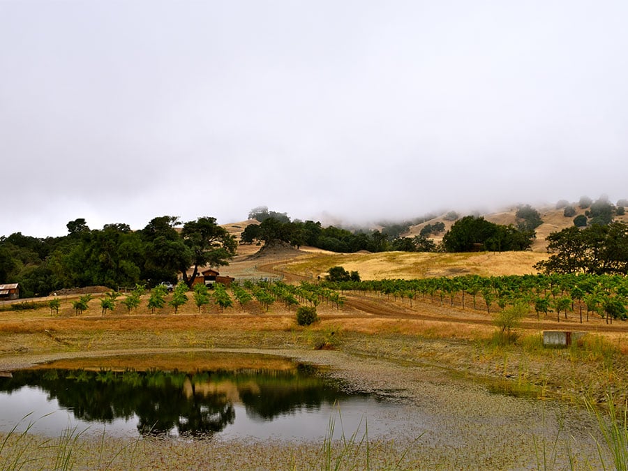 门多西诺 (Mendocino) 的心箭牧场 (Heart Arrow Ranch) 是一座生物动力多元栽培农场，为 Dashes 的 Les Enfants Terribles 仙粉黛提供果实。