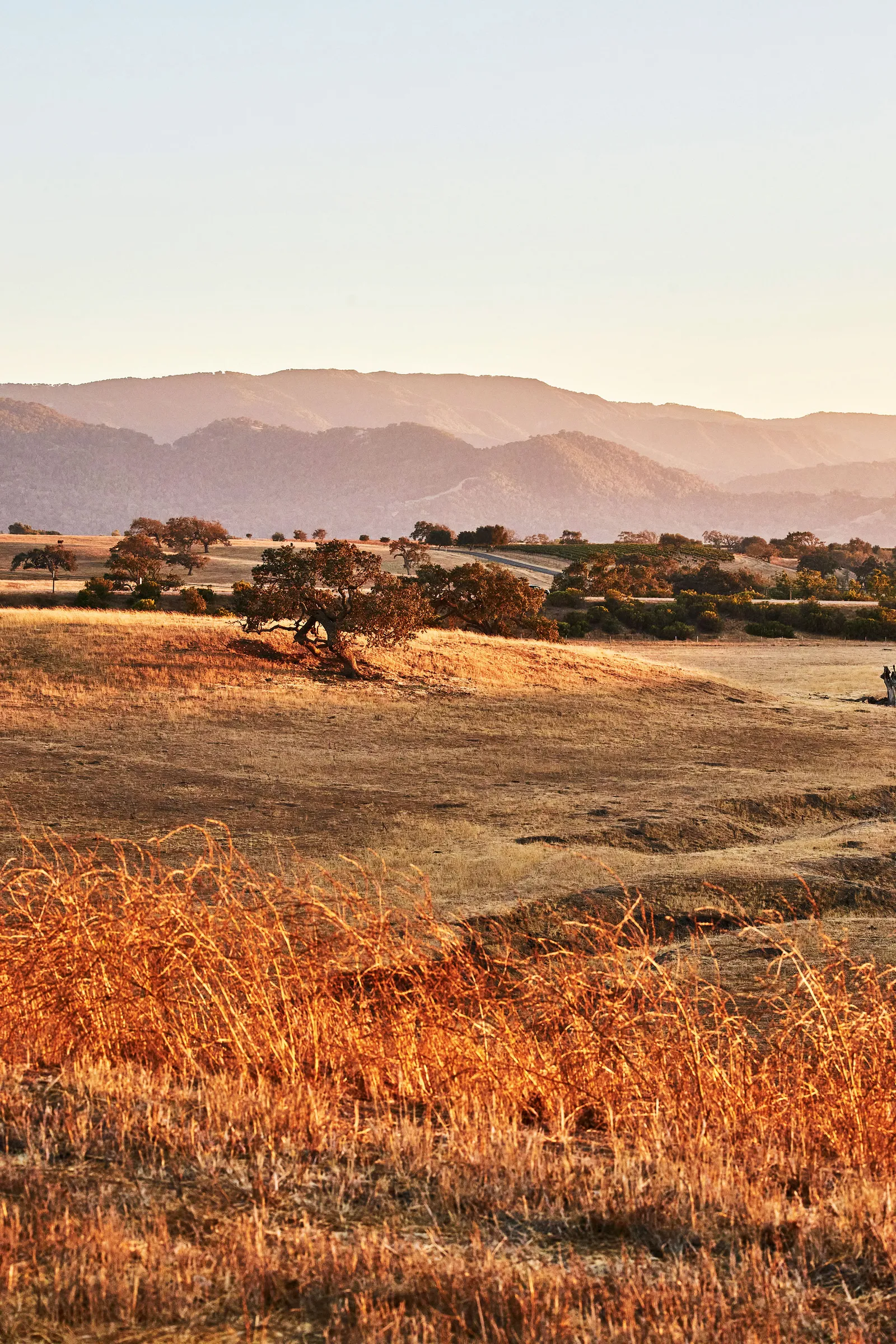 Santa-Ynez-sept oct 2023 issue-the ingalls4.webp