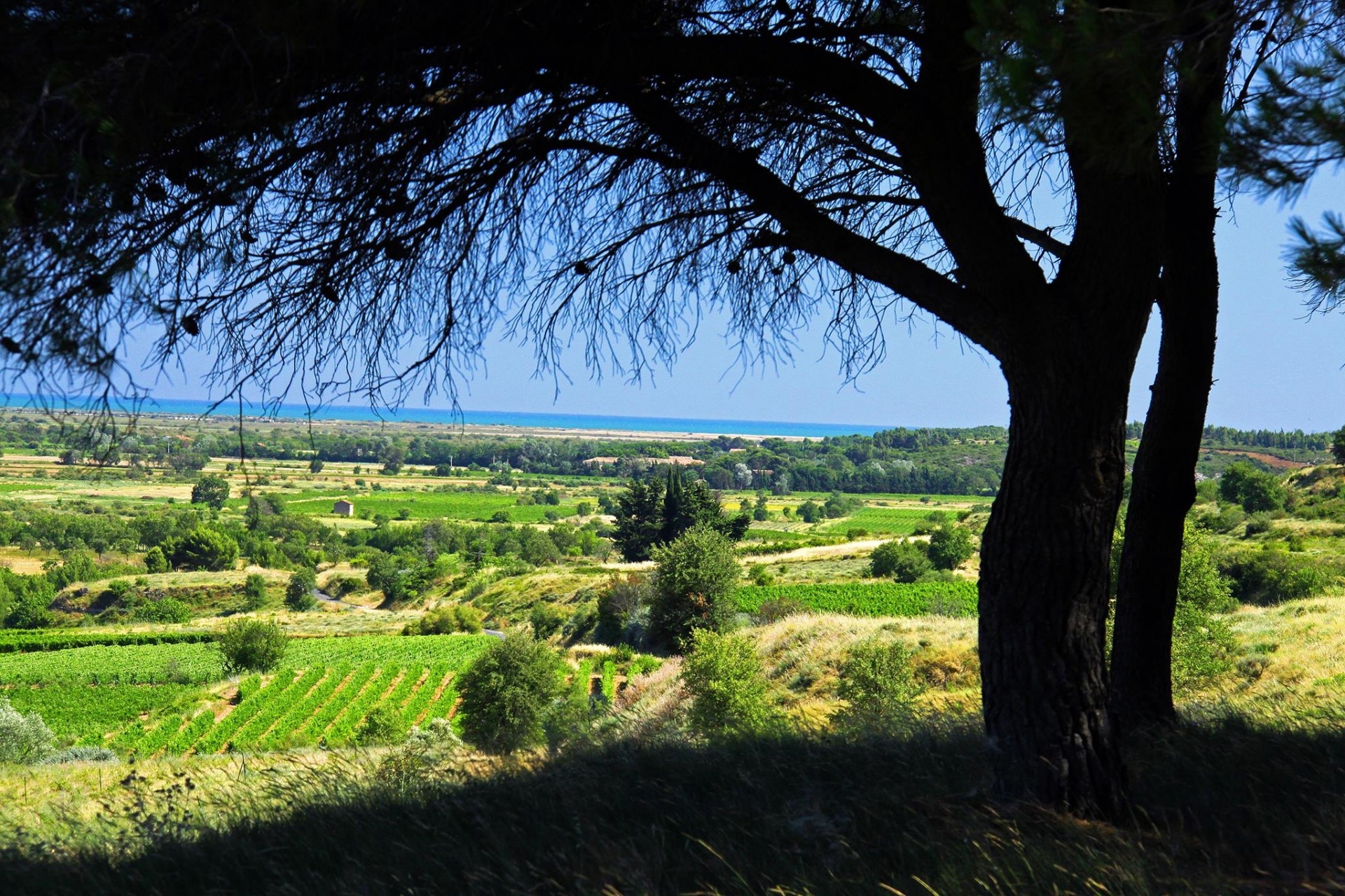 Les Vignobles Foncalieu