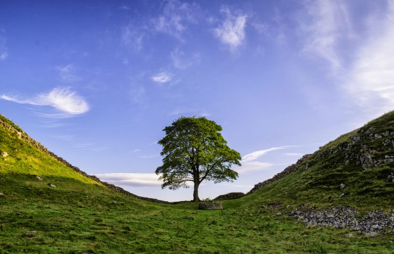 Sycamore Gap 树